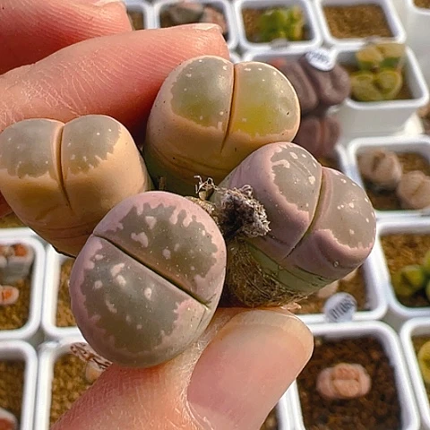 【闪购商品】25992