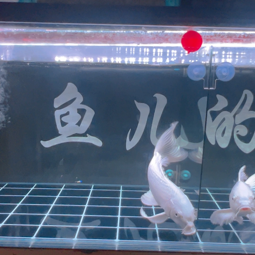 海水宇*蝴蝶鲤11