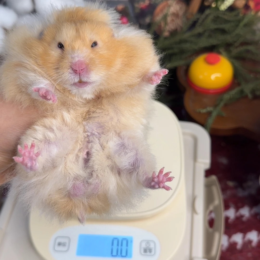 携重点色肉桂弟弟175g7个月