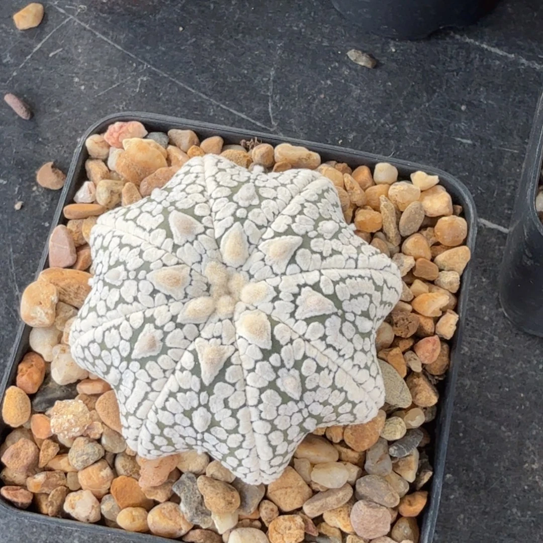 南***舰无花朵南海九舰浓白海星