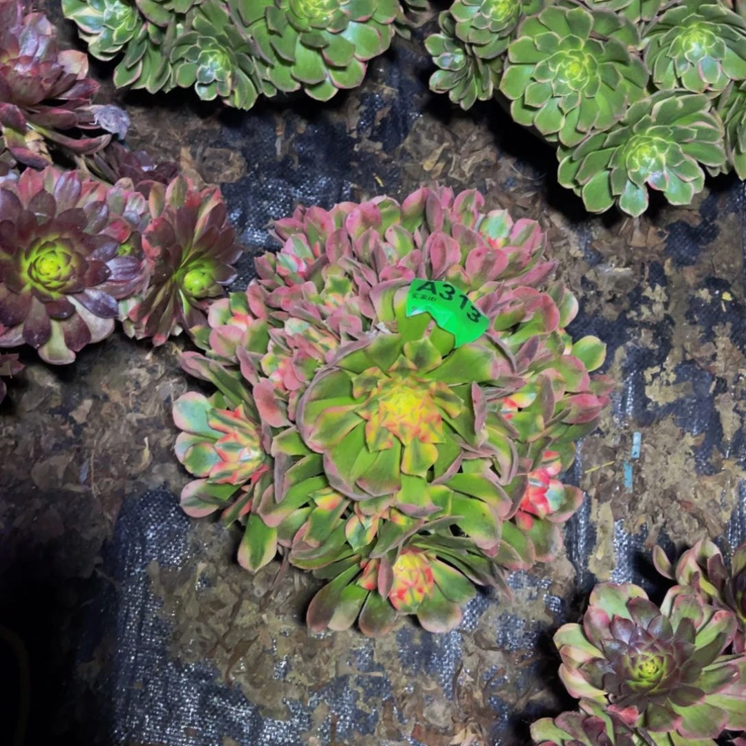 香妃法师朵朵1-23