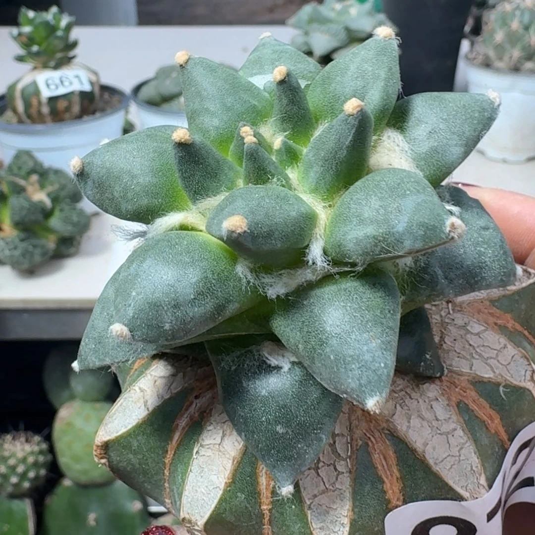 【闪购商品】无花朵龍*龙呀青瓷872