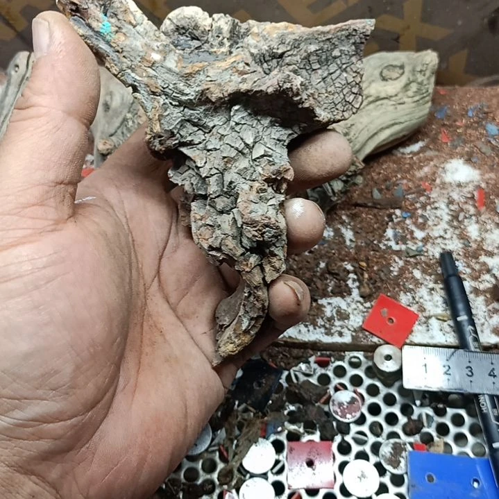 柏木（崖柏）苍**歌黑疙瘩毛料毛料