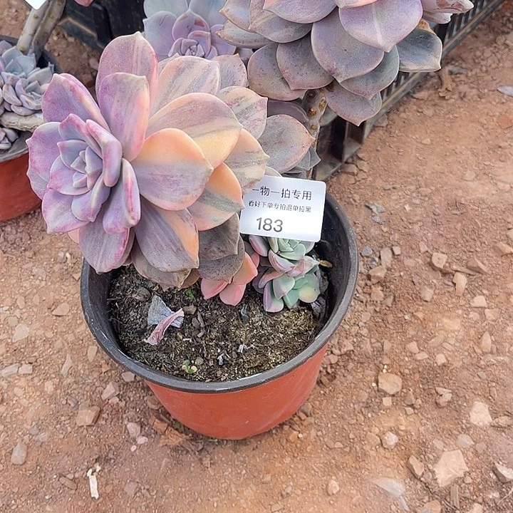 旻***子紫乐锦群，一物一拍