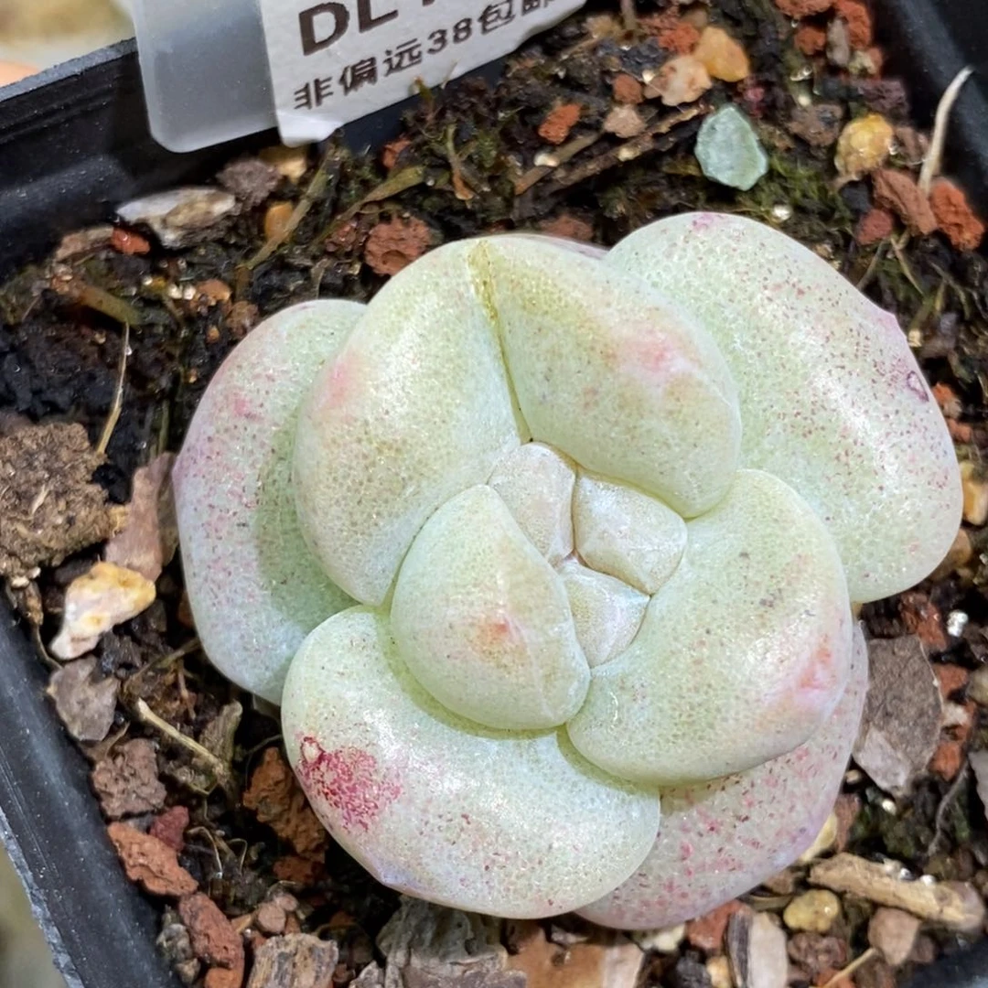 196东篱下多肉植物盆栽