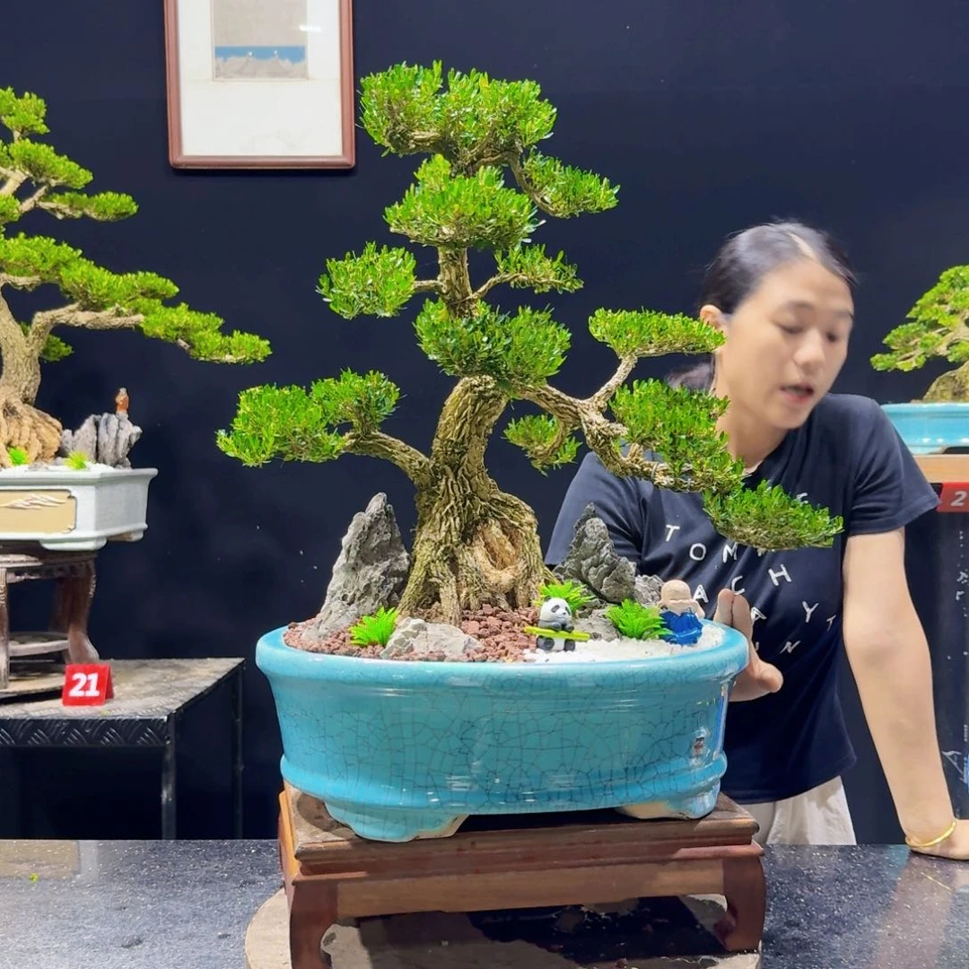 无花朵雀舌黄杨小叶黄杨