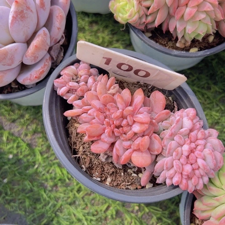 健健康康平平安安