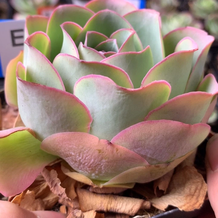 一物一拍爱晚晴068