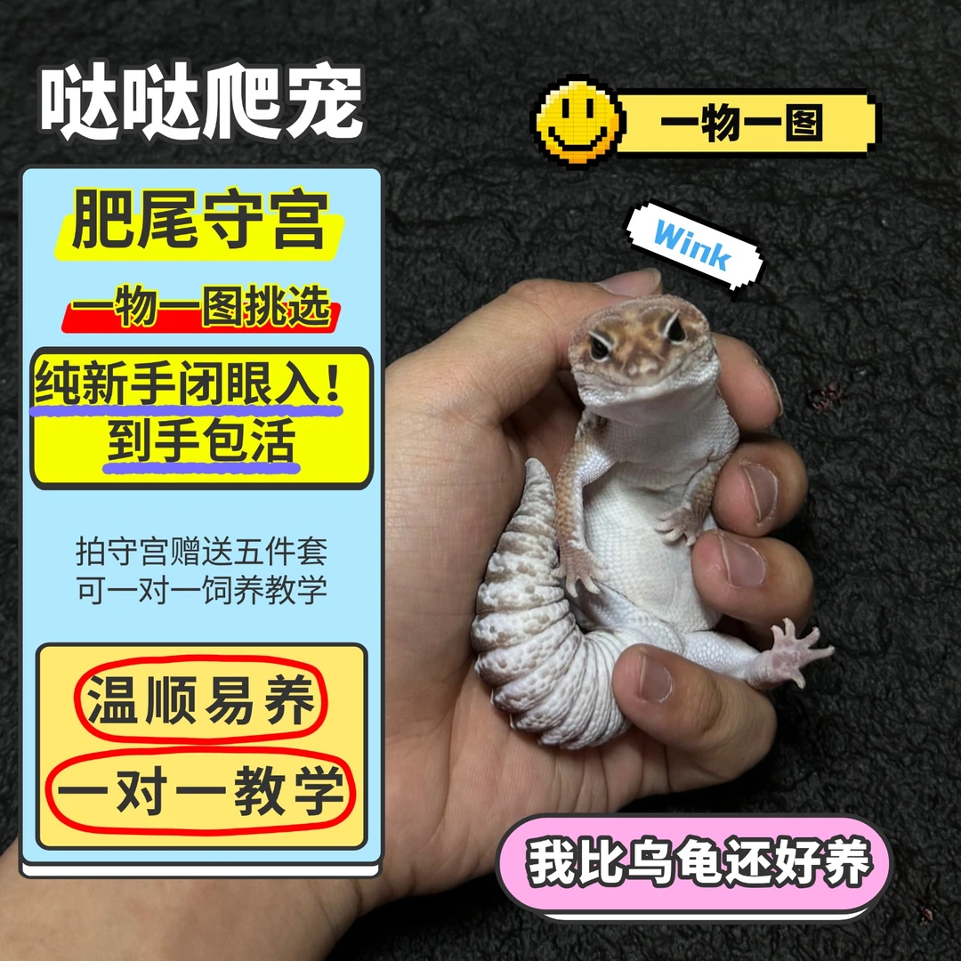 肥尾守宫懒人易养桌面宠物可爱肥尾睫角豹纹鬃狮蜥蜥蜴守宫