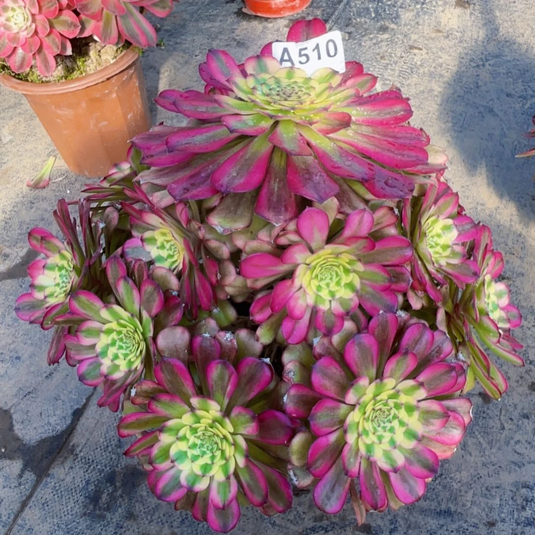 余美级510福利出了脱土发货