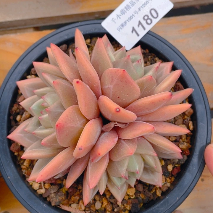 谢谢你的支持00000001180