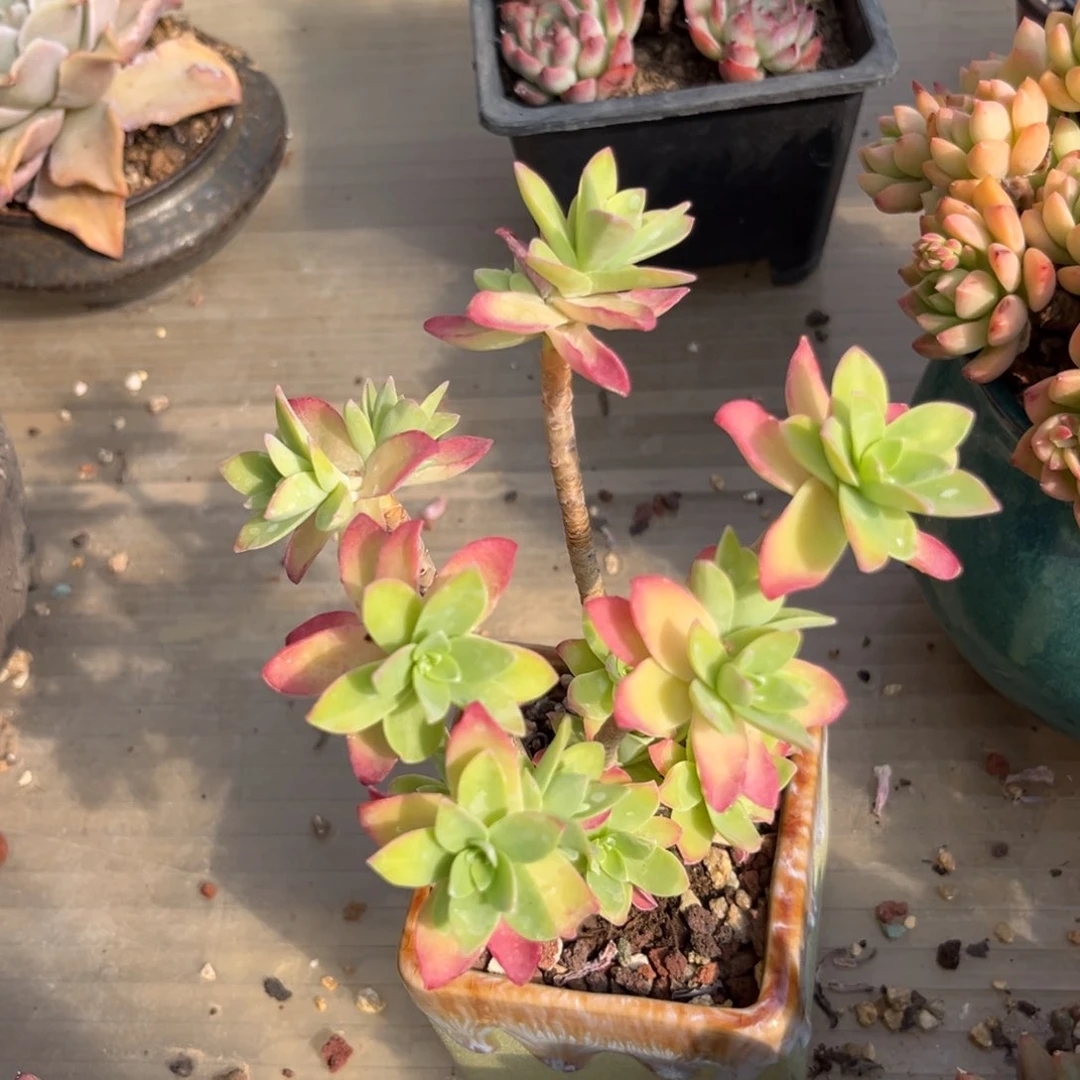 小**东薄化妆多肉植物的植物