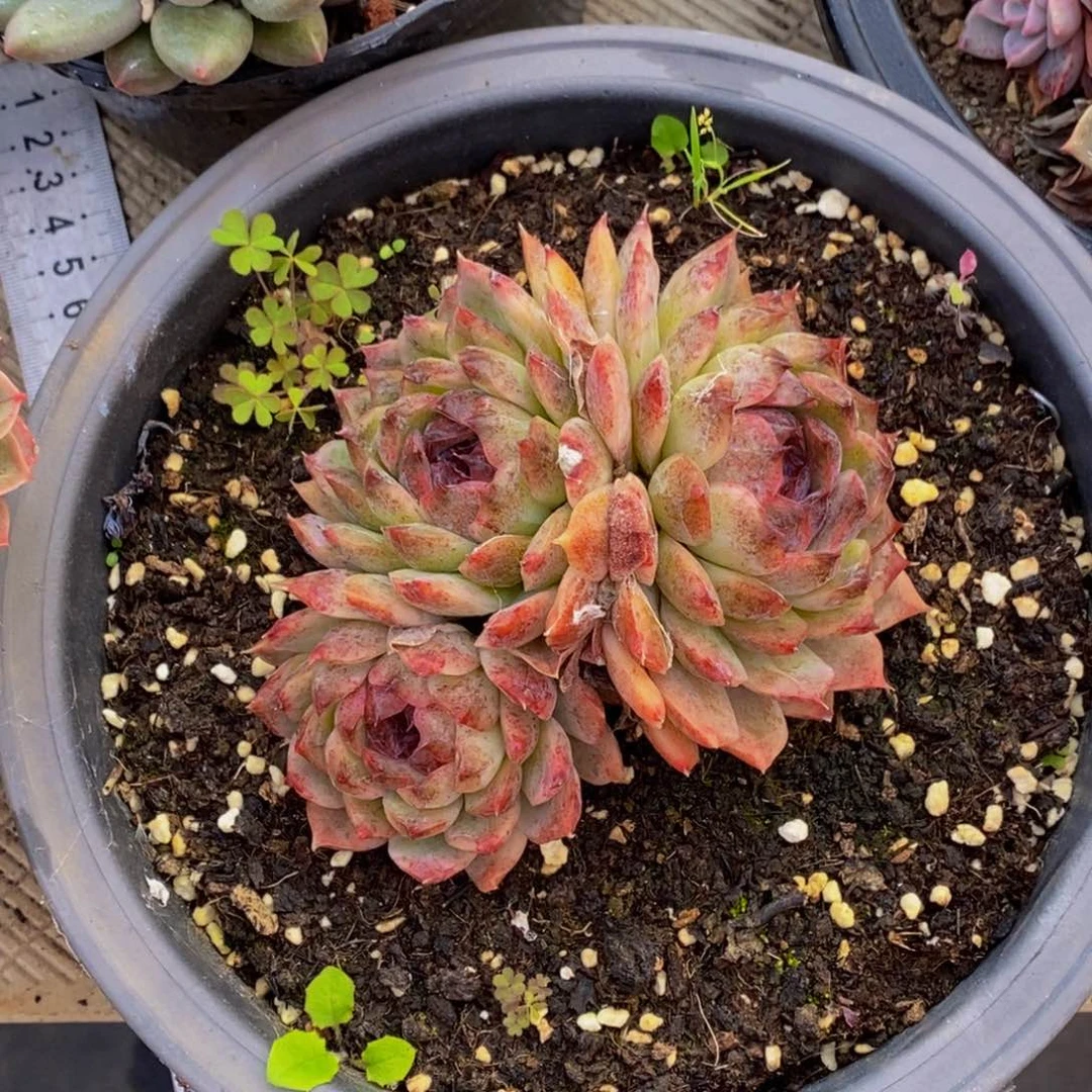 ?****?48包邮一物一拍多肉