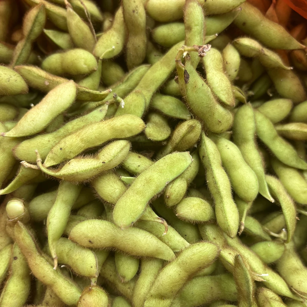 常宁本地毛豆新鲜现摘黄豆折子
