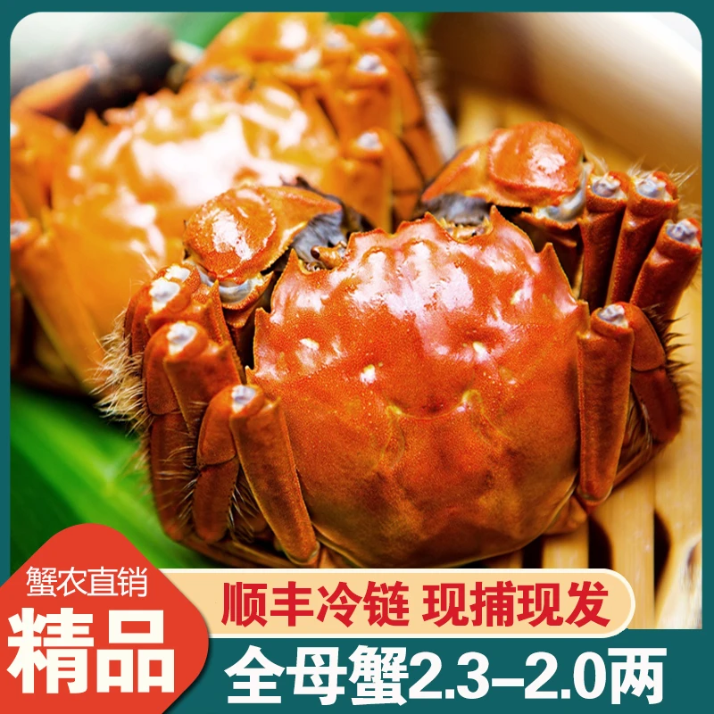 【活蟹】江苏大闸蟹母蟹2.1-2.3两10只顺丰包邮