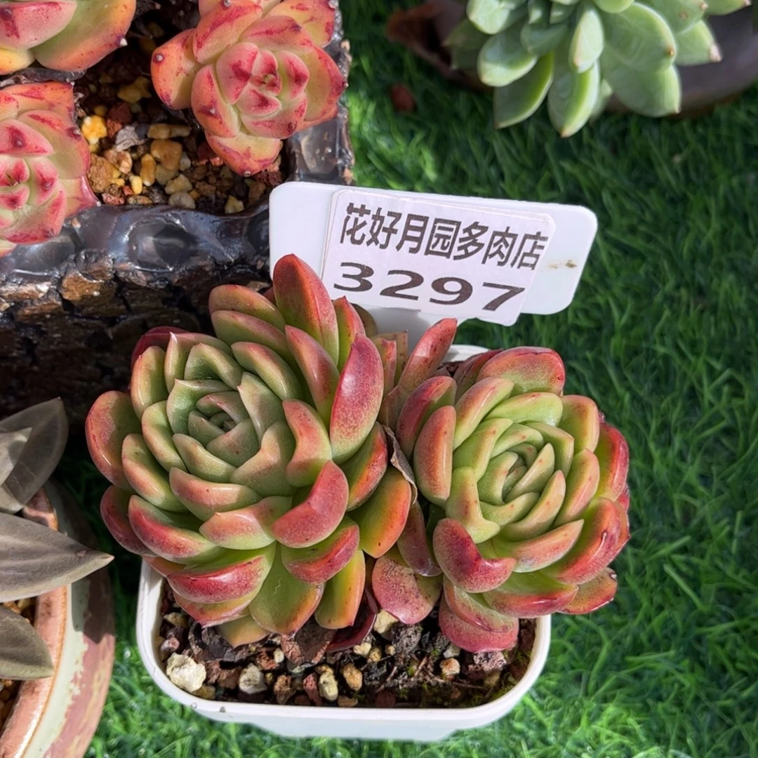 ****）多肉植物3297………….