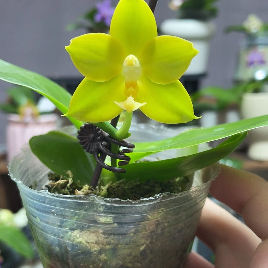 完全开放04叶瑕花期不保