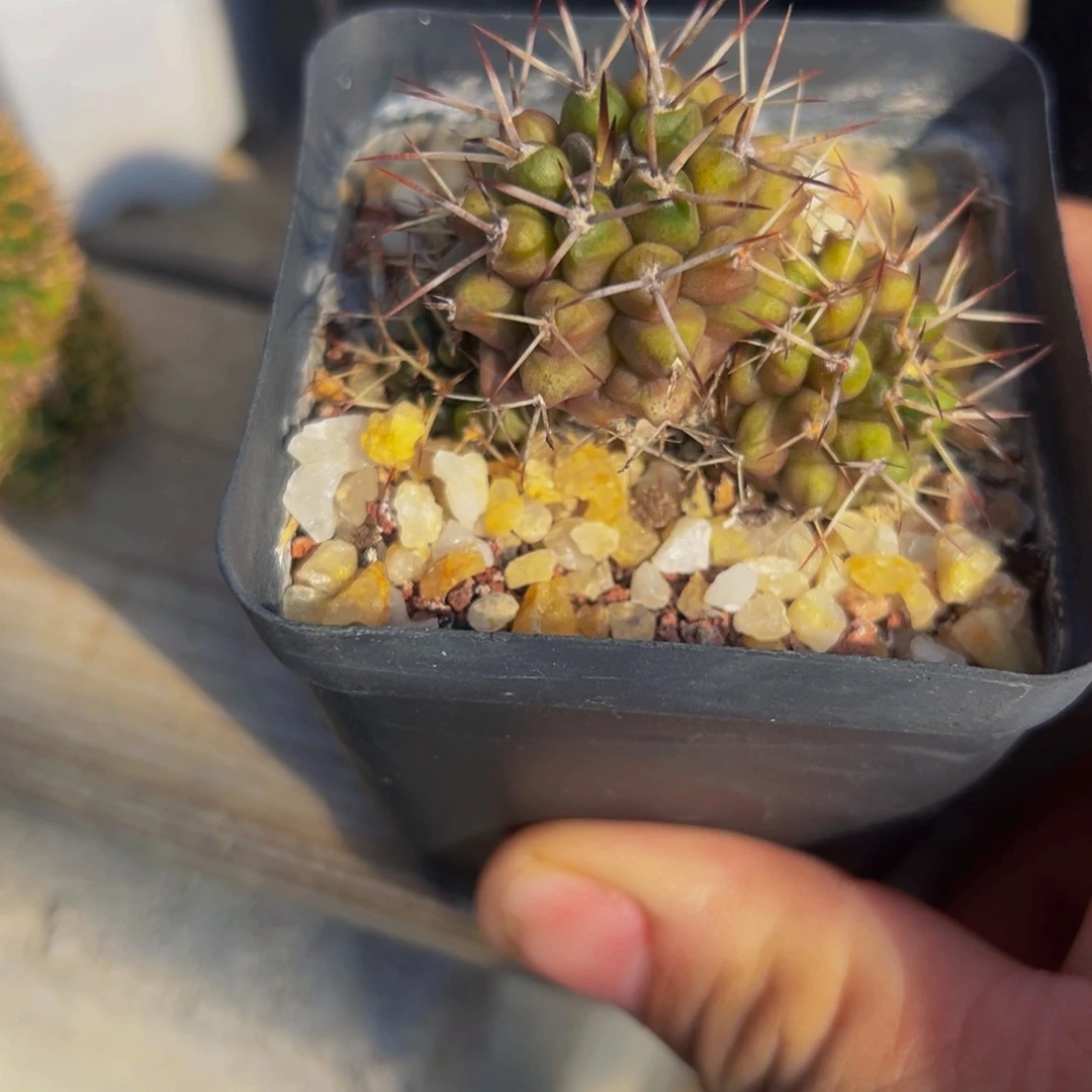 实生波光龙仙人球多肉植物