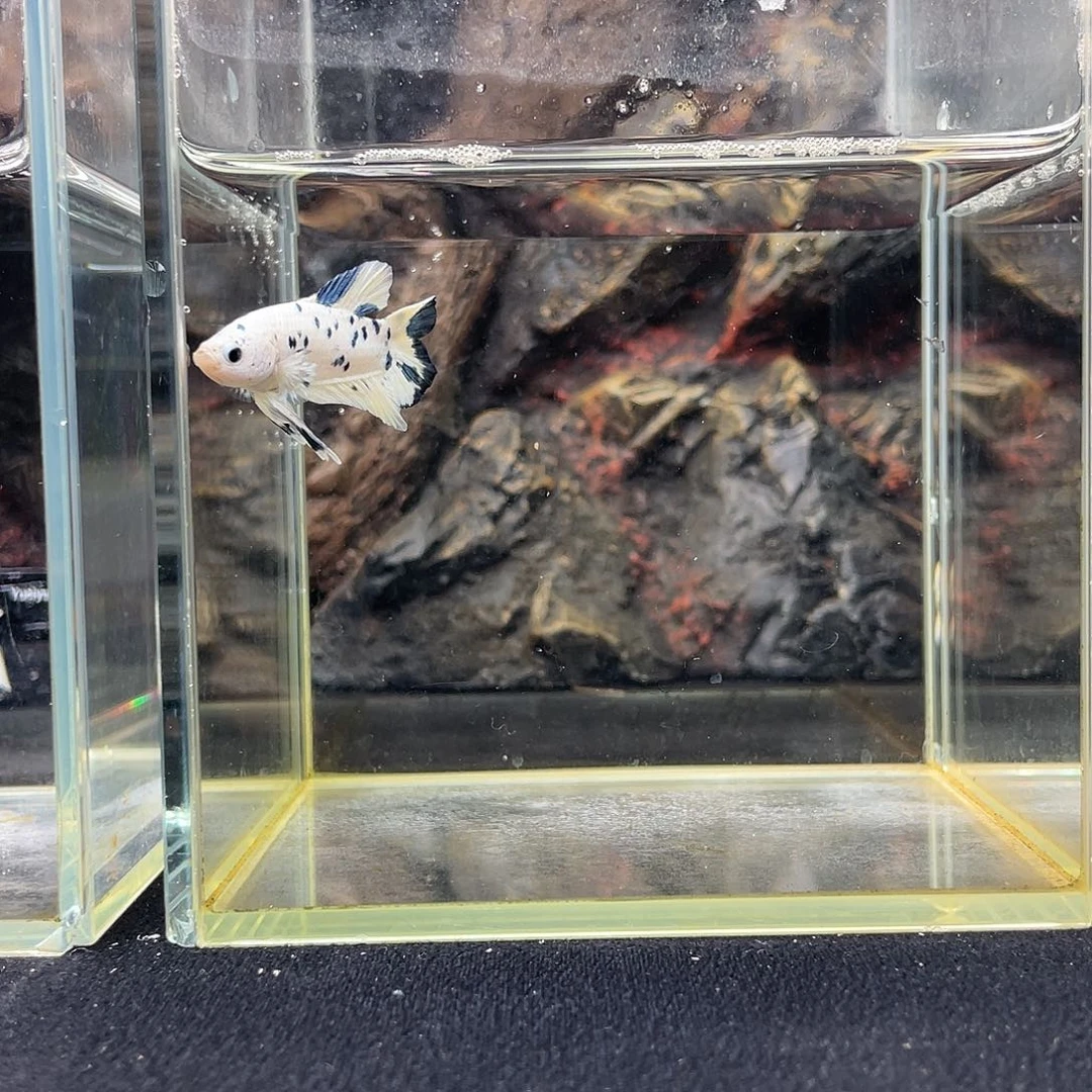 斗鱼九月二十三日竞价