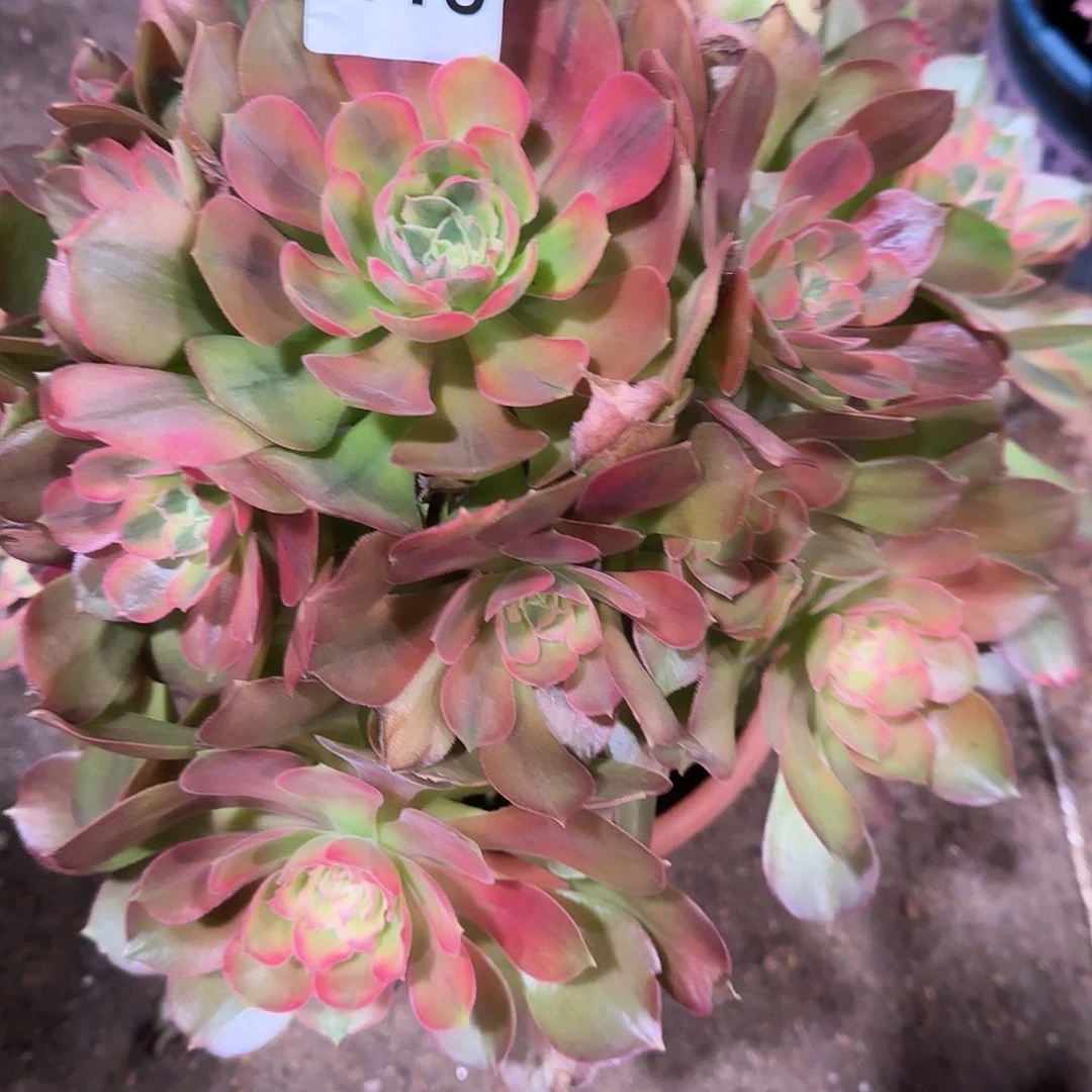 多肉植物菊花台249