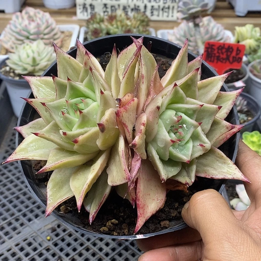 1113 星星锦大双头