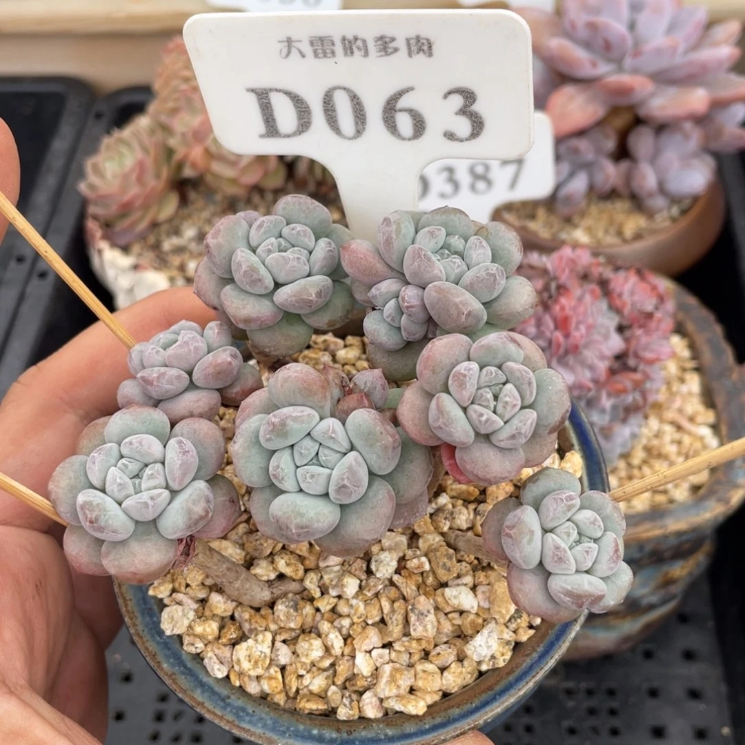 063木糖醇不带盆9厘米