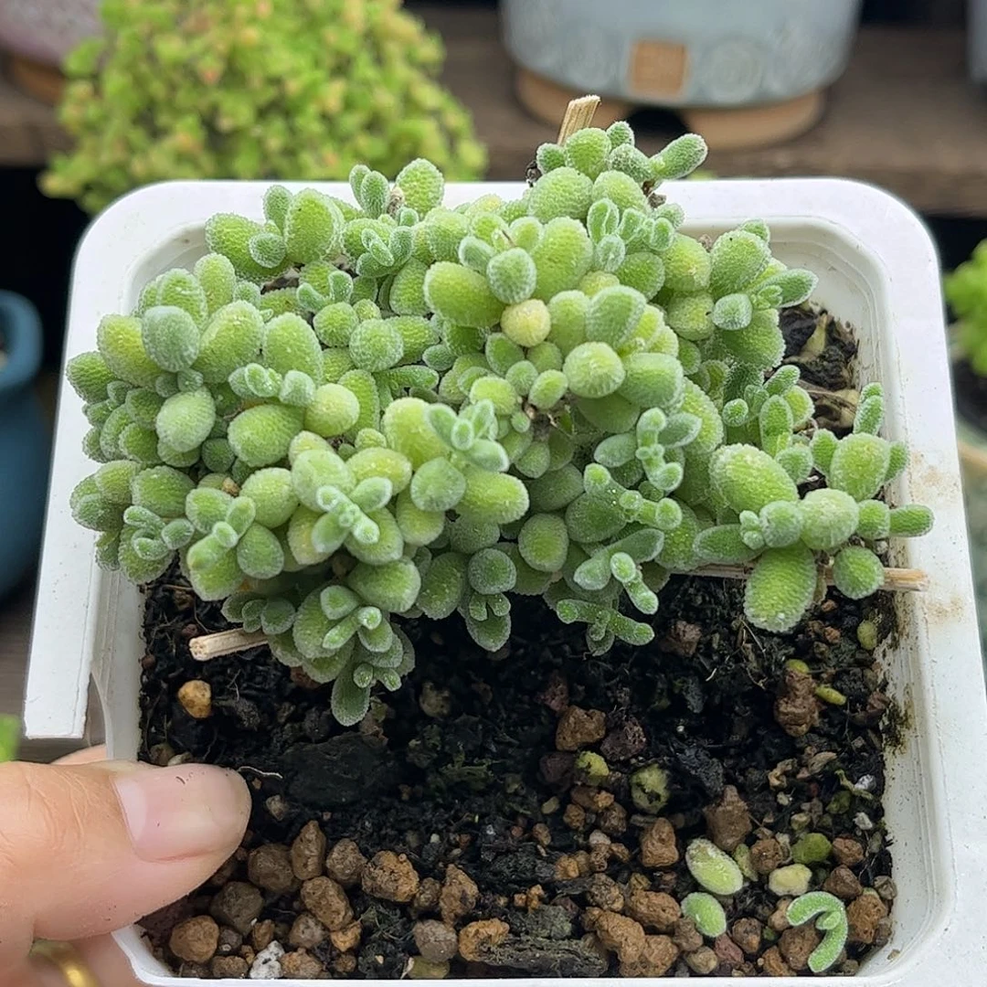 50冰晶优选枝干番杏