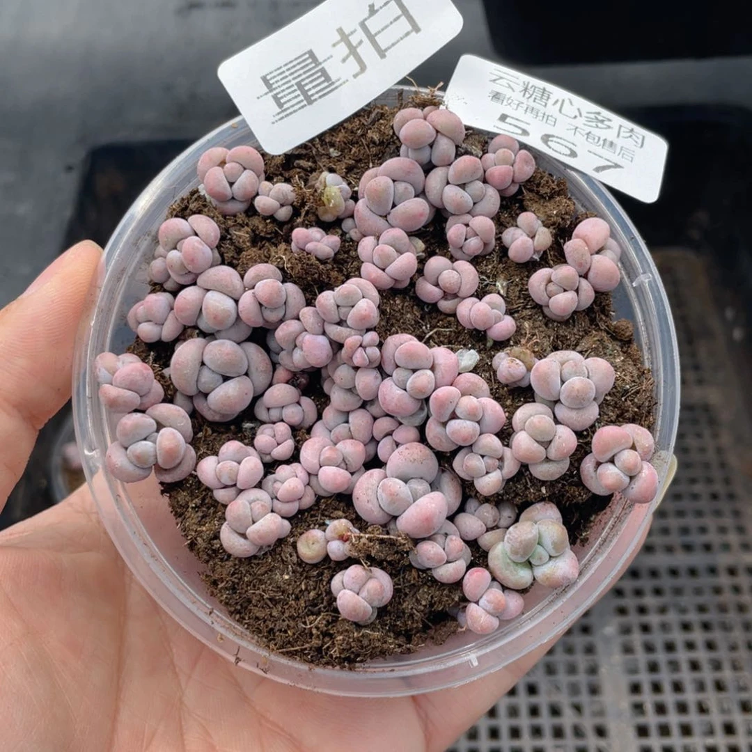 云糖心多肉植物567