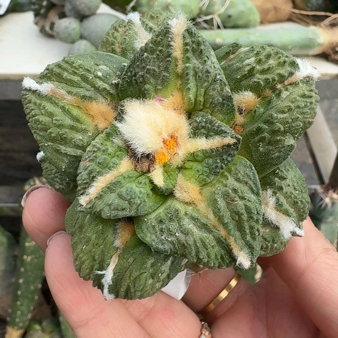 全部花朵龟甲怒涛牡丹锦760