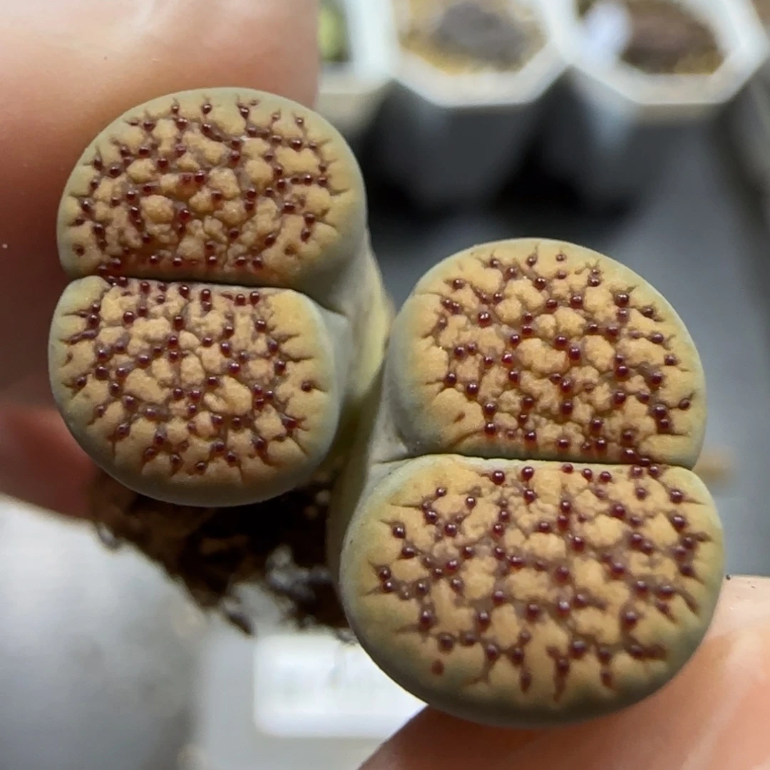 12.1   159红花变异。5054