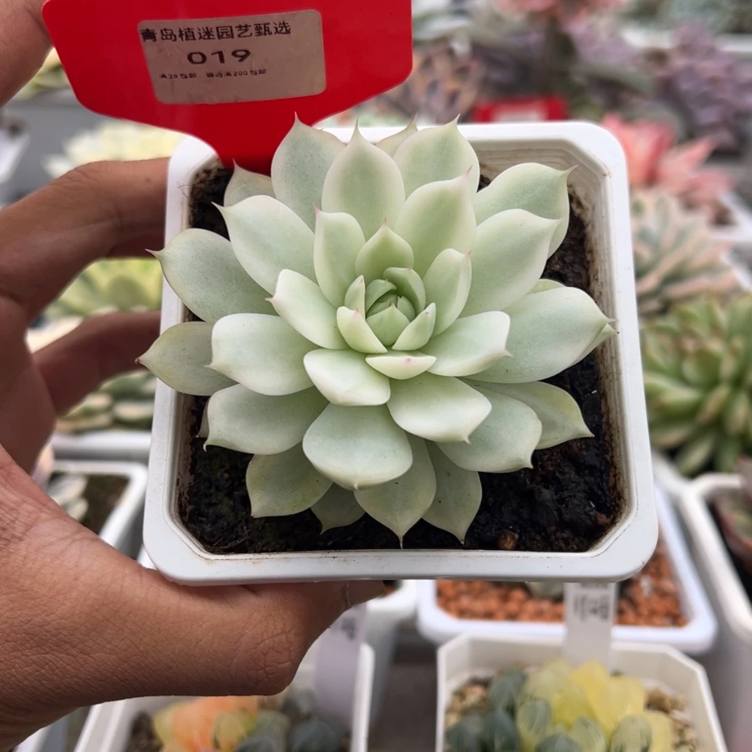 019号tp锦多肉植物