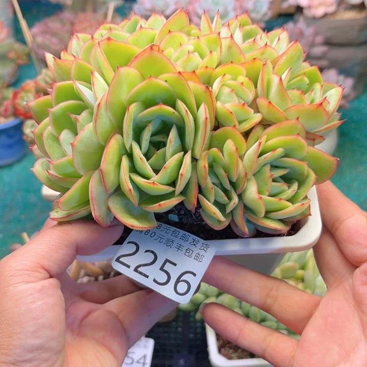 大2256:？xvxvcvcvbb