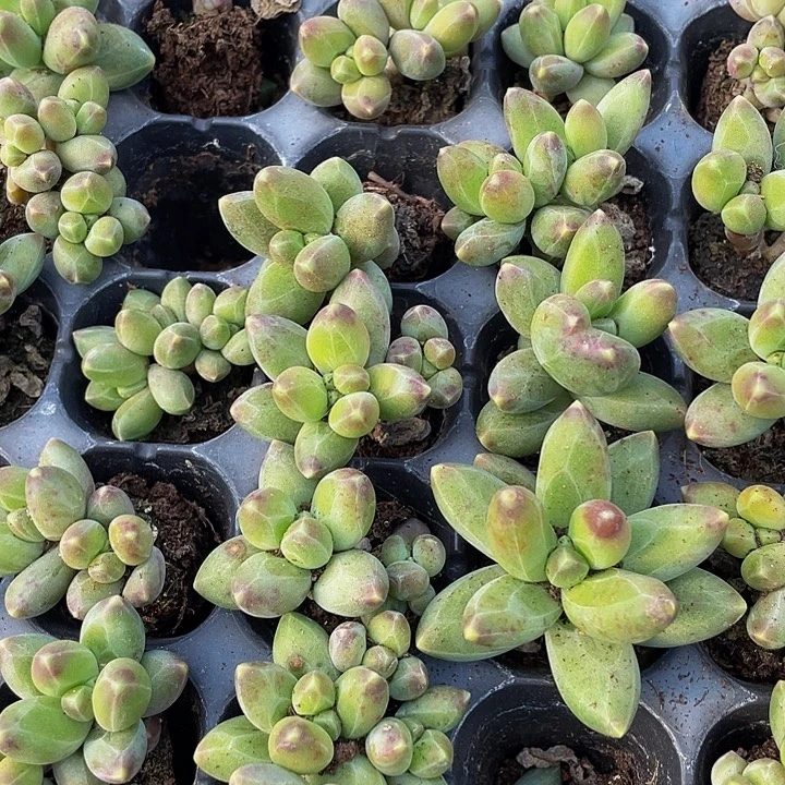 小千代田1元带土发货