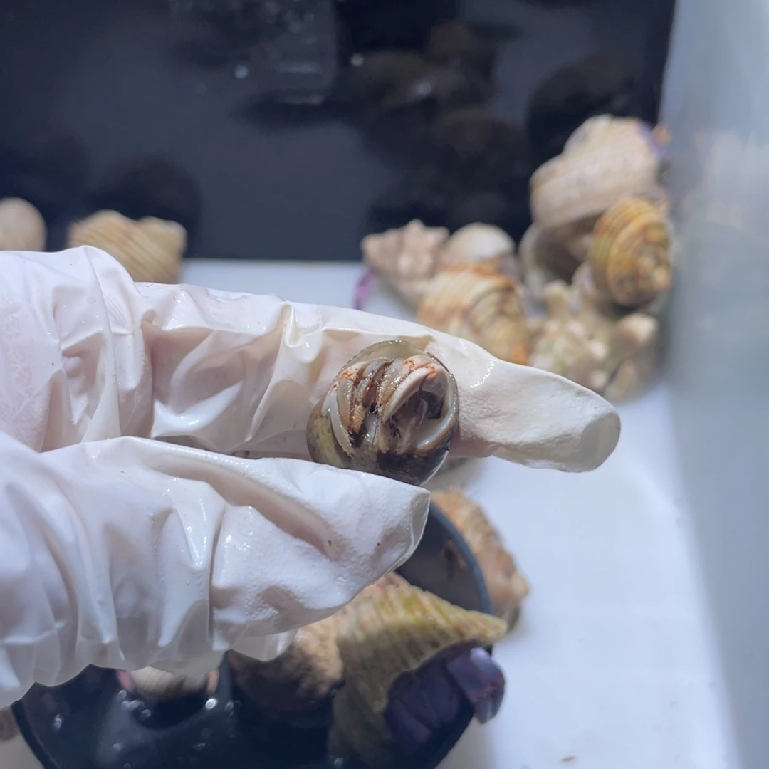 A26紫陆1.3口小桔子