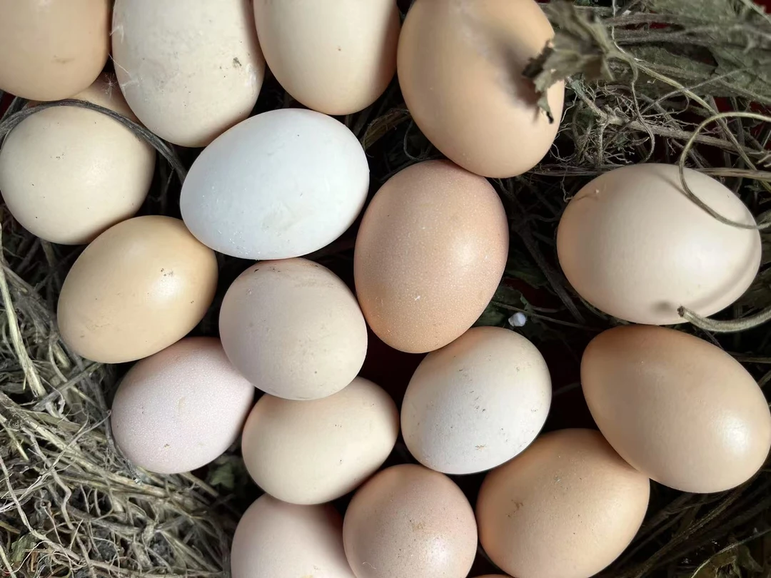 农家散养正宗新鲜开窝土鸡蛋纯五谷喂养