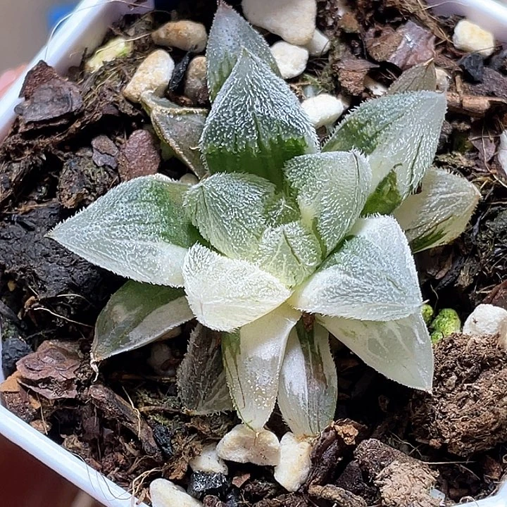 697白狐狸锦一物一拍