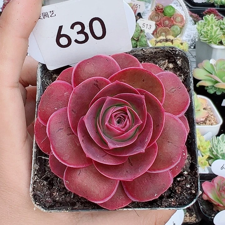 墨*630烟花单棵。