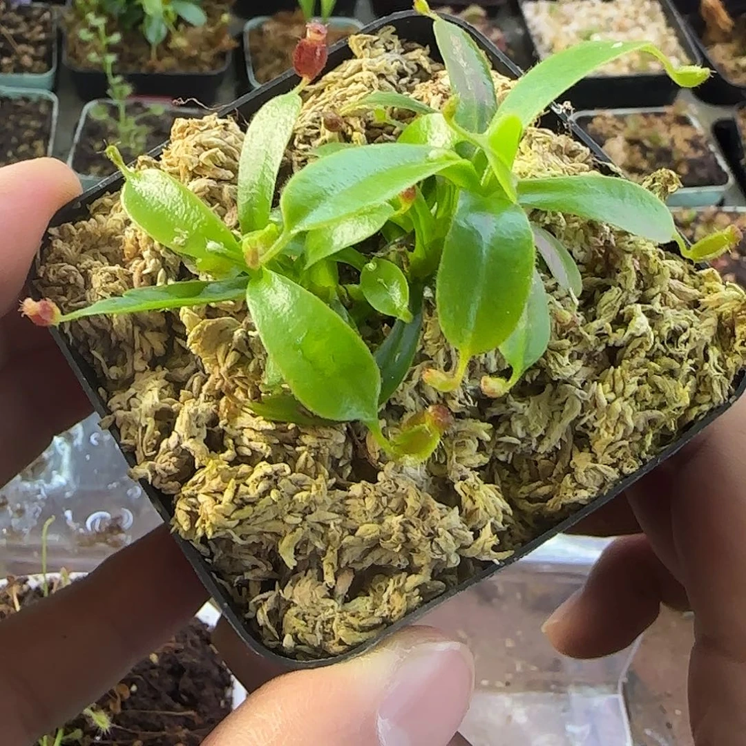 完全开放匙叶截叶劳氏