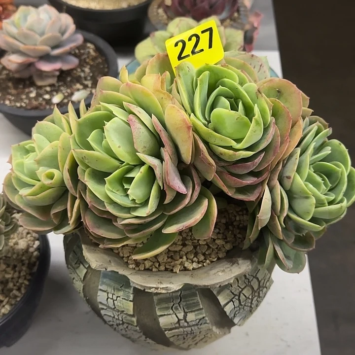 227桃花坞朵朵群