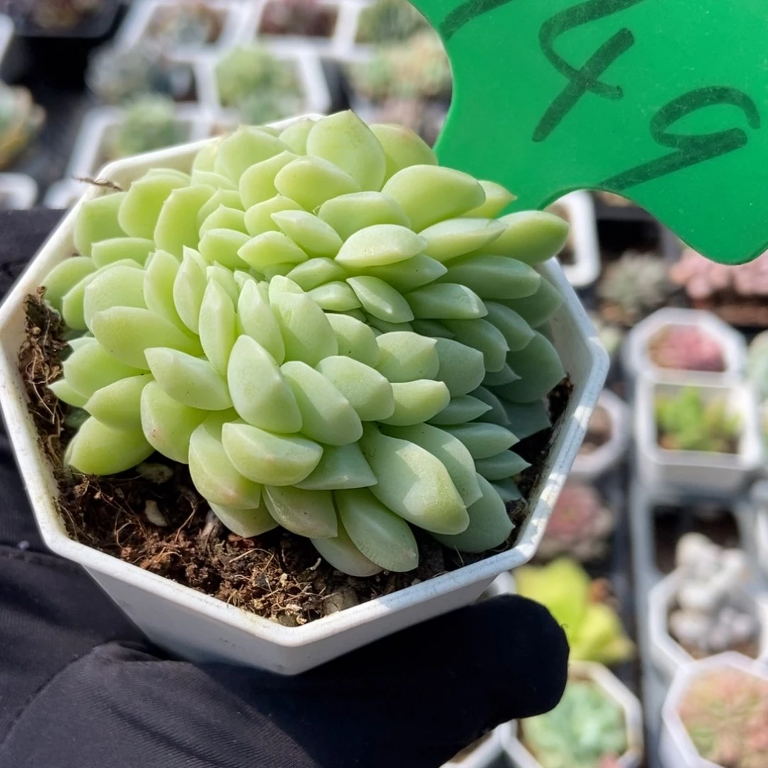 749奶油美人缀多肉植物