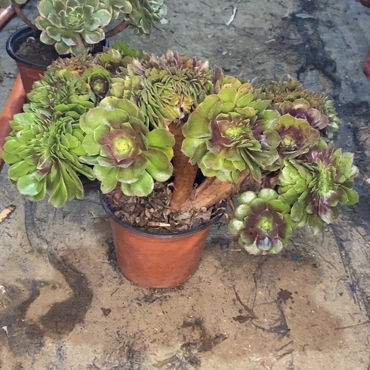 万缀多肉植物31。