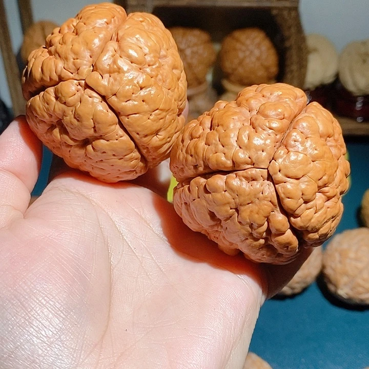 野生三瓣脑纹大金刚5663