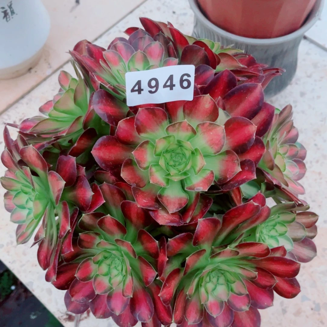 韶华多肉发货发货