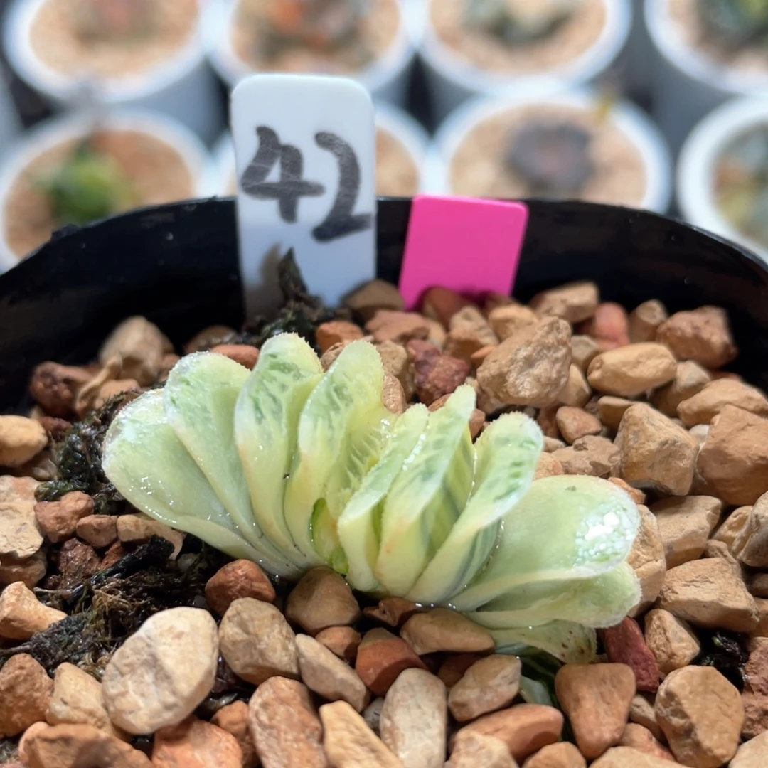 42糊斑绿玉扇锦。