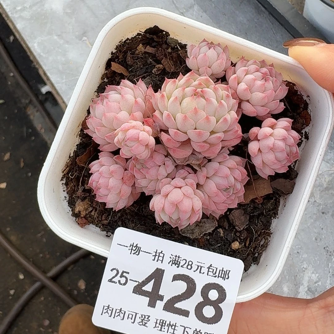 小粉梅无盆土发货