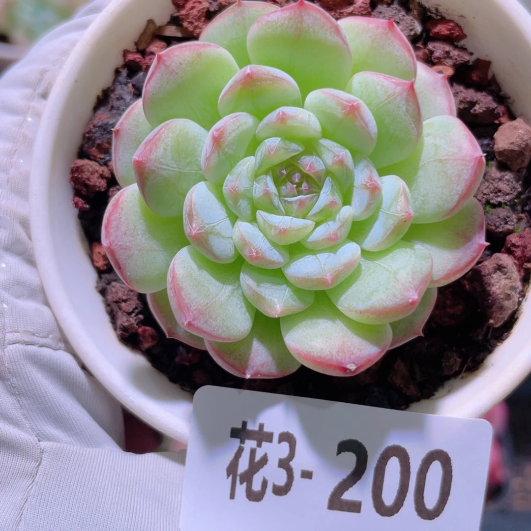 花利美 3-200琴心