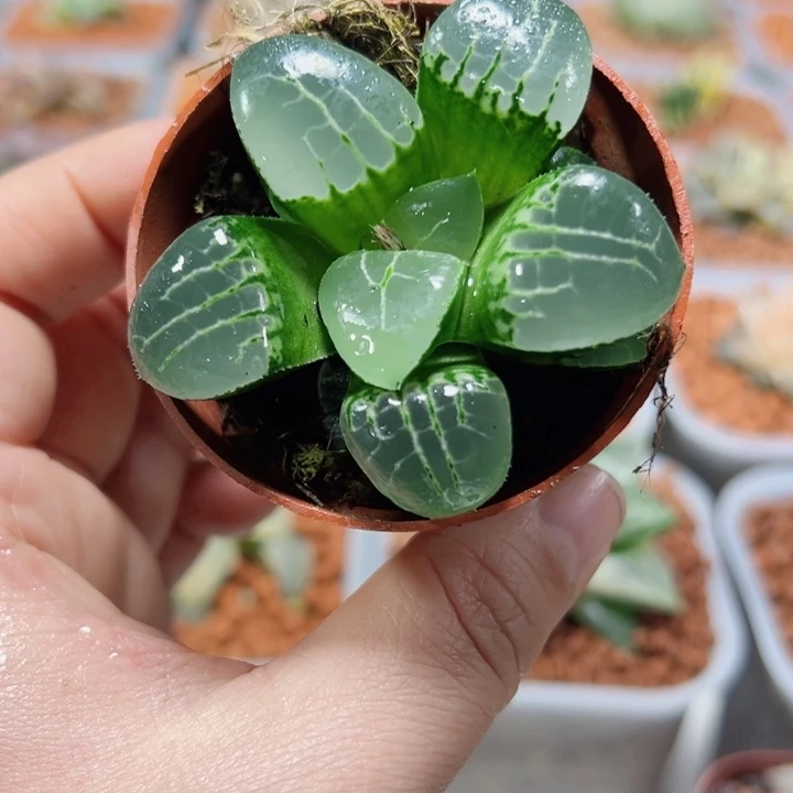 十二卷多肉月光女神