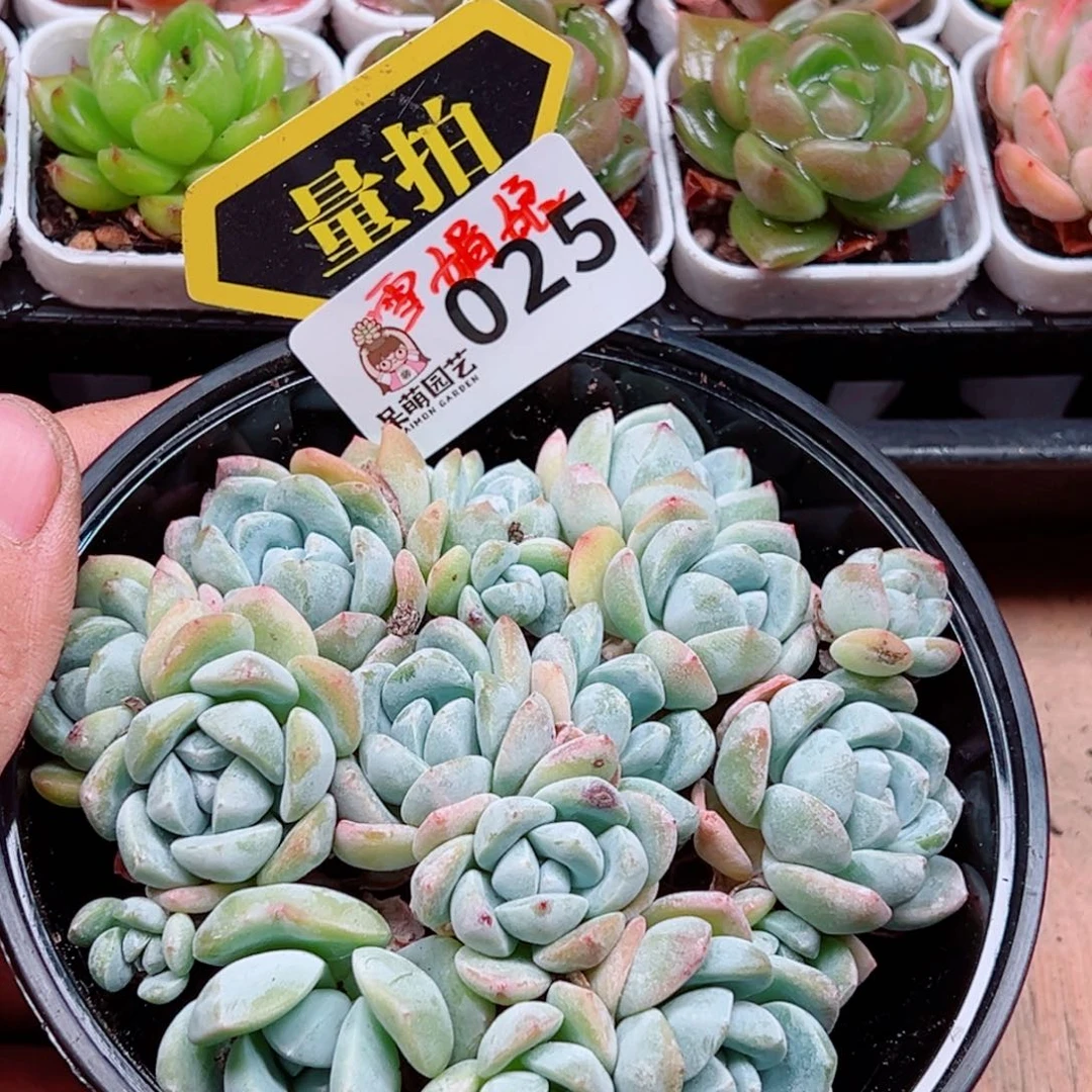 当前无花朵，栽培后可花朵