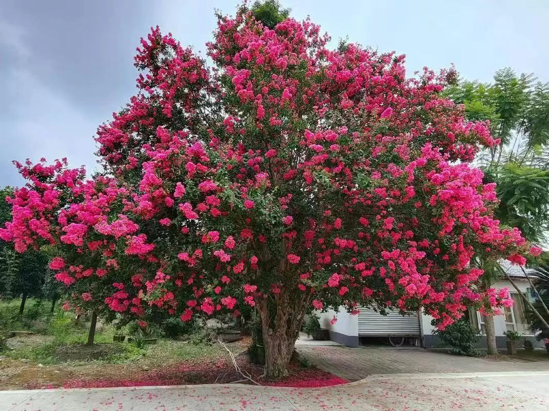 紫薇花地栽苗一物一拍