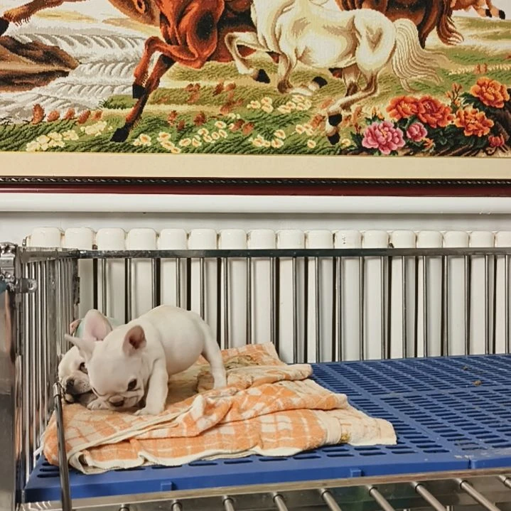 纯种小体法斗宝宝